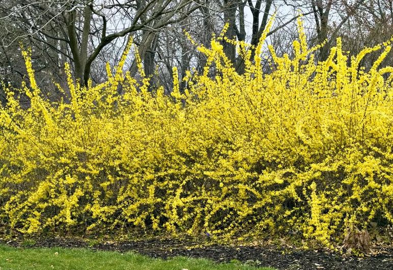 Forsythia 