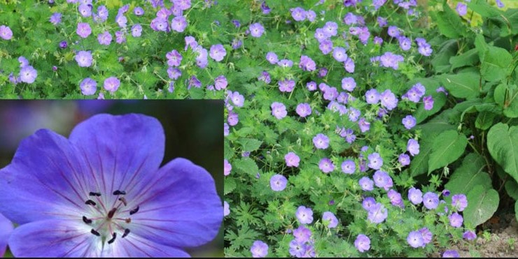 Perennial Geranium