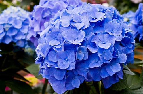 Hydrangea