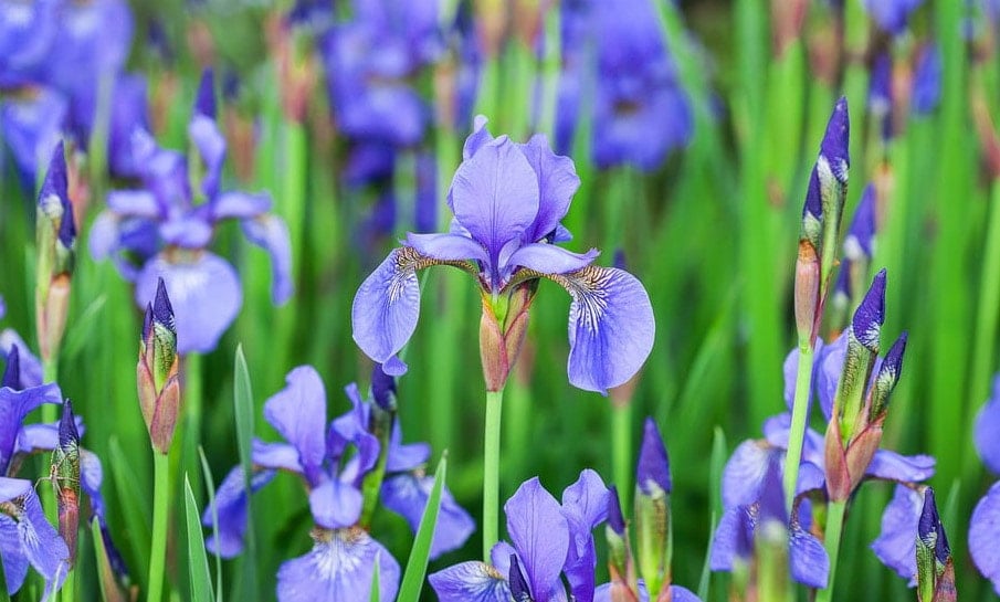 Iris