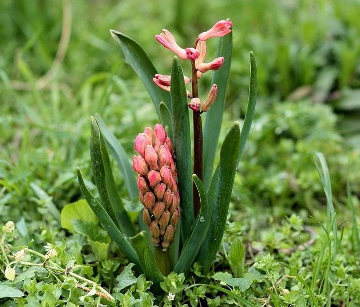 Jacinthe
