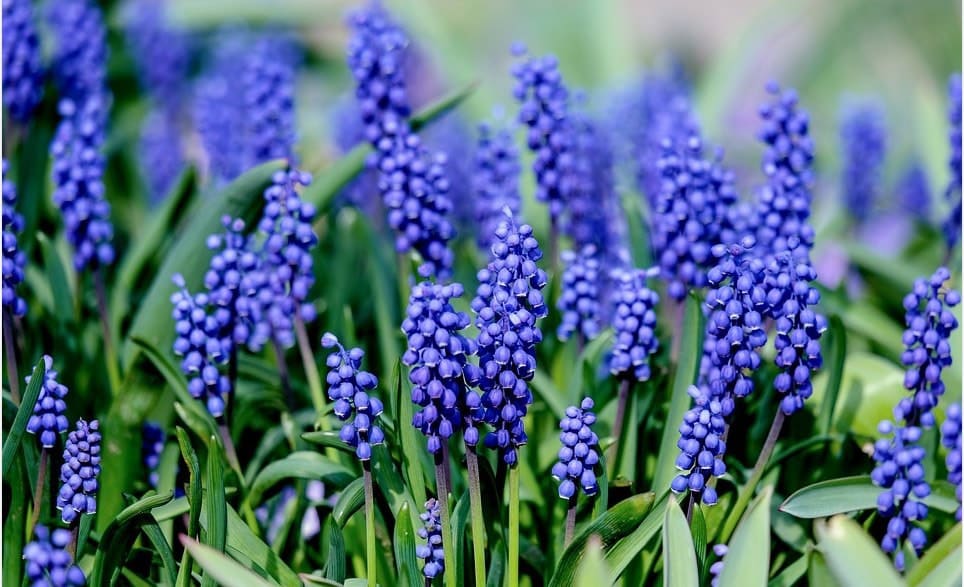 30 fleurs bleues : la liste complète des plus belles !