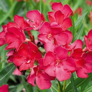 Laurier Rose