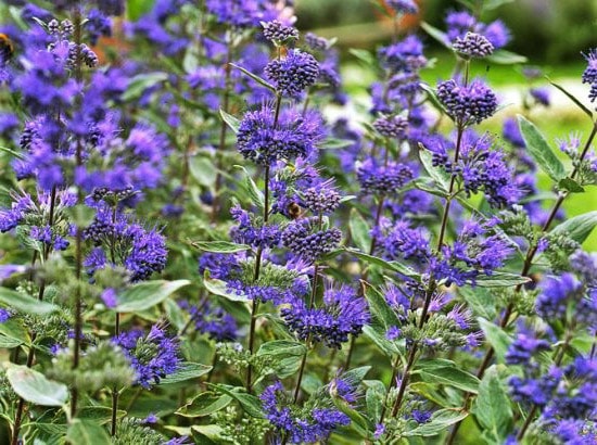 Caryopteris