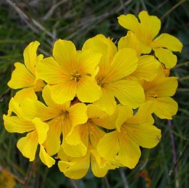 Fleur jaune : la liste des 30 plus belles variétés de fleurs !