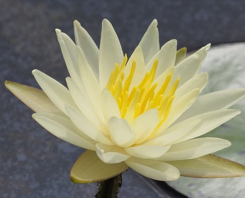 Lotus Jaune © Leechentou Min