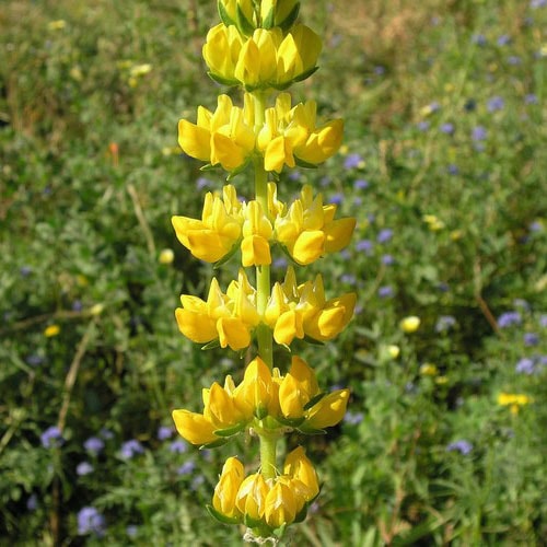 Fleur jaune : la liste des 30 plus belles variétés de fleurs !