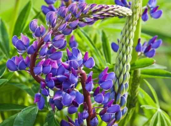 30 fleurs bleues : la liste complète des plus belles !