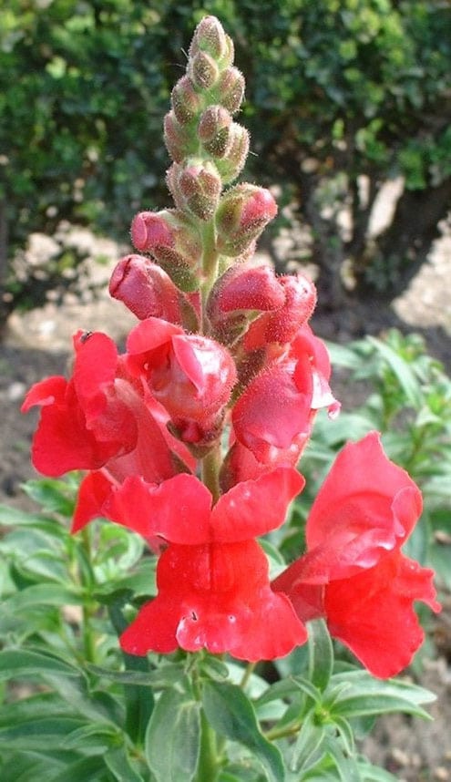 Fleurs rouges : la liste des 30 plus belles plantes et fleurs !