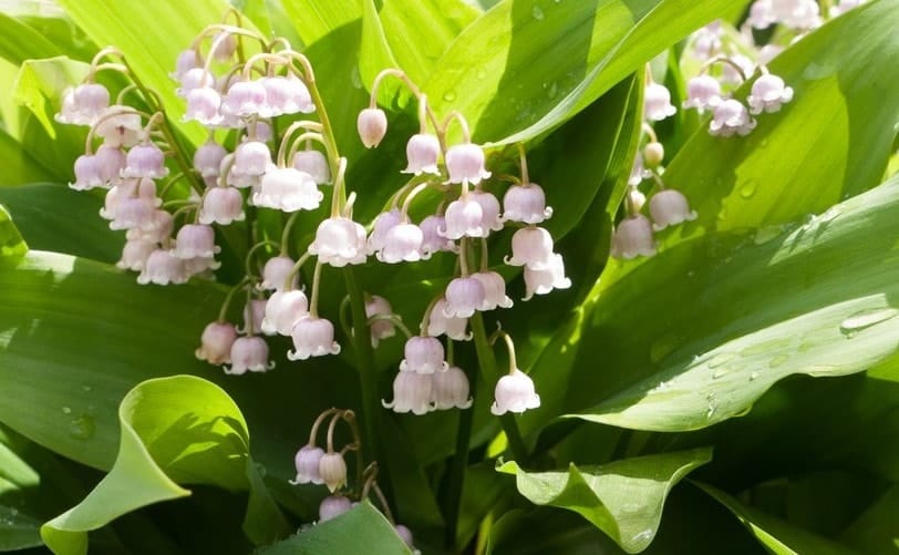 Muguet 