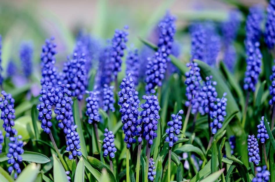 Fleurs violettes : La liste des 30 plus belles variétés !