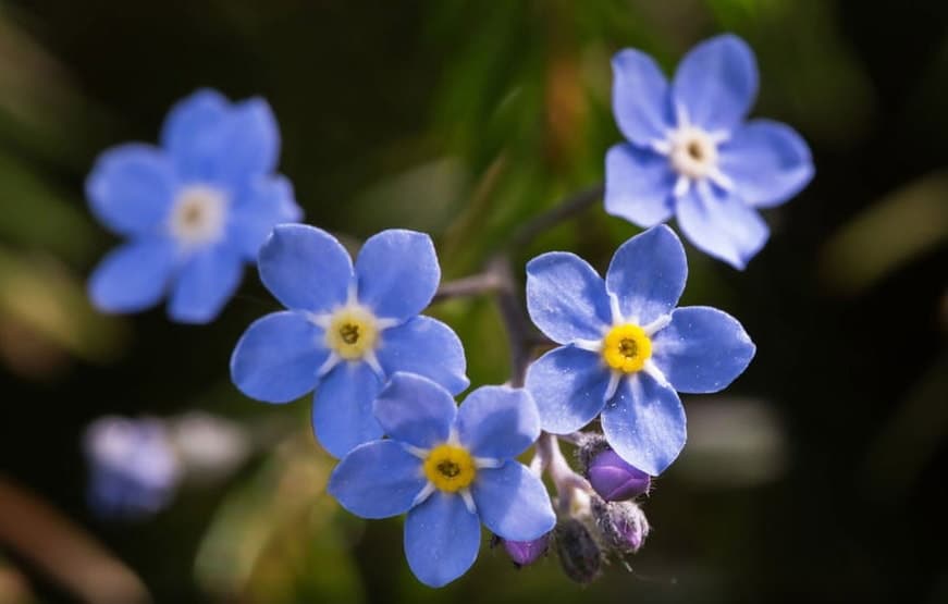 30 fleurs bleues : la liste complète des plus belles !