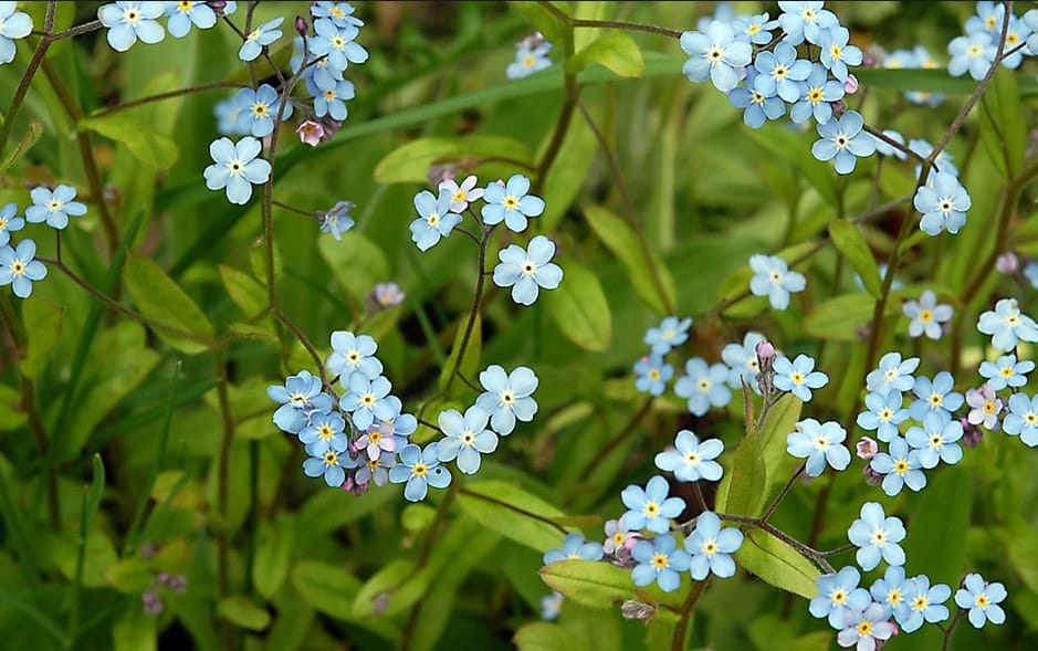 Fleur De Printemps La Liste Des 30 Plus Belles Fleurs A Planter
