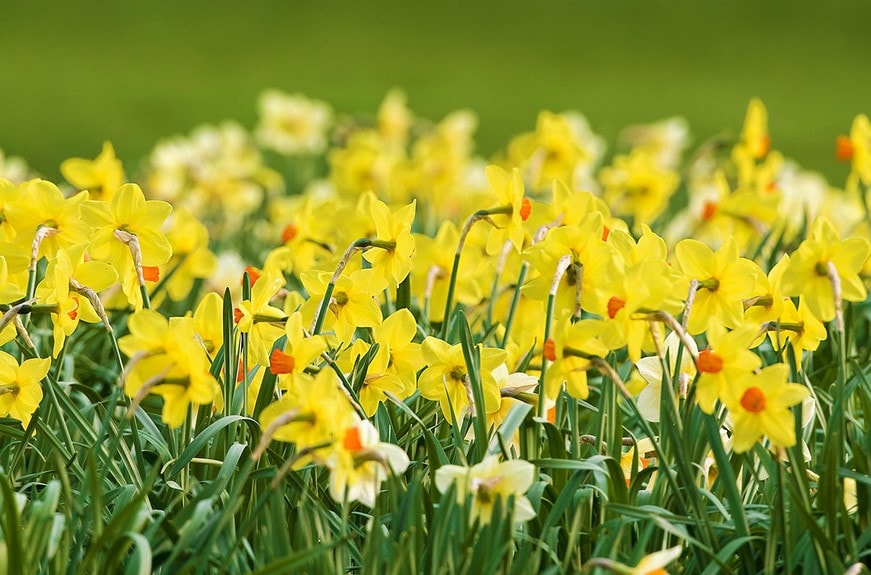 Fleur de printemps : la liste des 30 plus belles fleurs à planter !