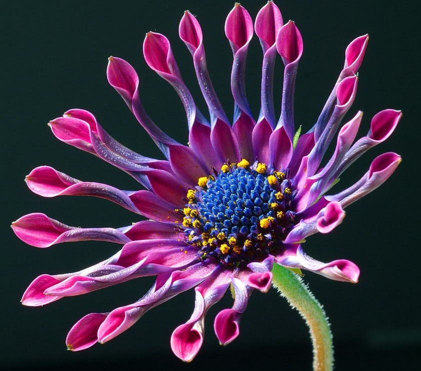 Fleurs violettes : La liste des 30 plus belles variétés !