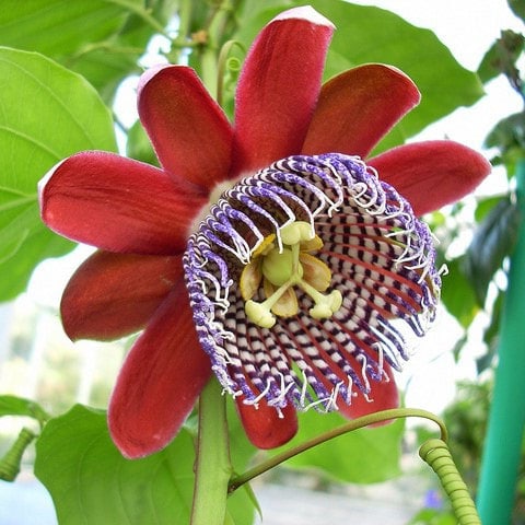 Passiflore