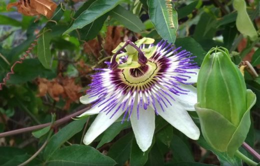 À épingler : Semer des passiflores : quand et comment les planter ?