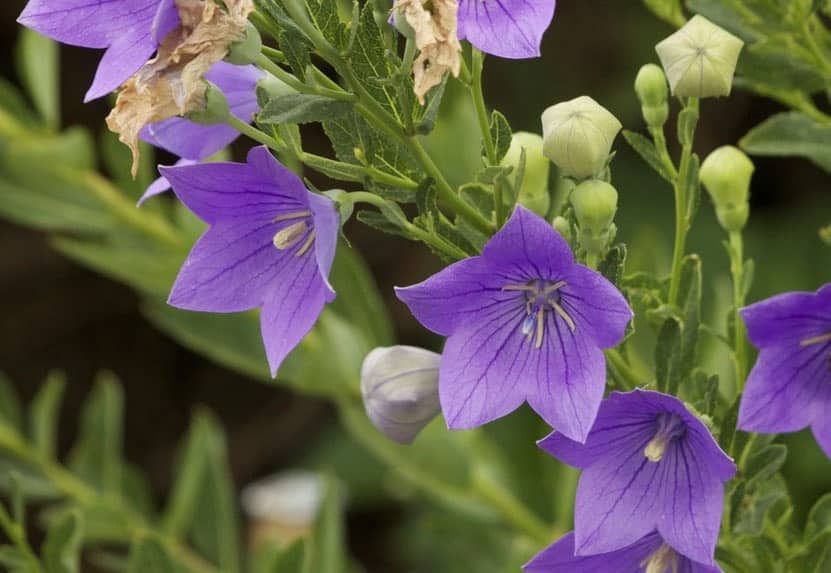 Fleurs violettes : La liste des 30 plus belles variétés !