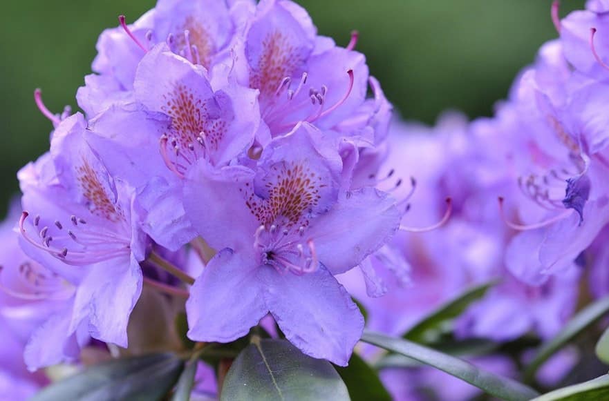 Rhododendrons