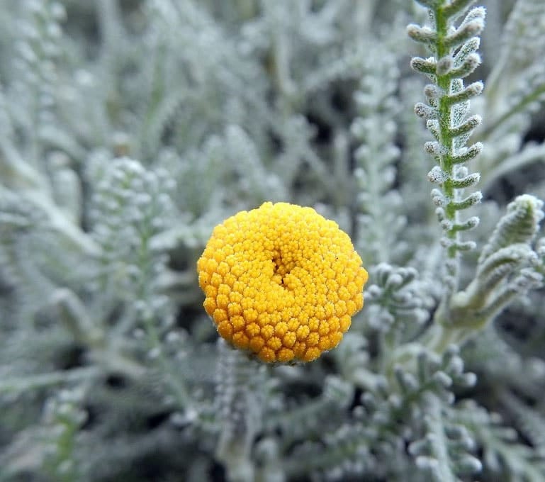 Fleur Jaune La Liste Des 30 Plus Belles Varietes De Fleurs