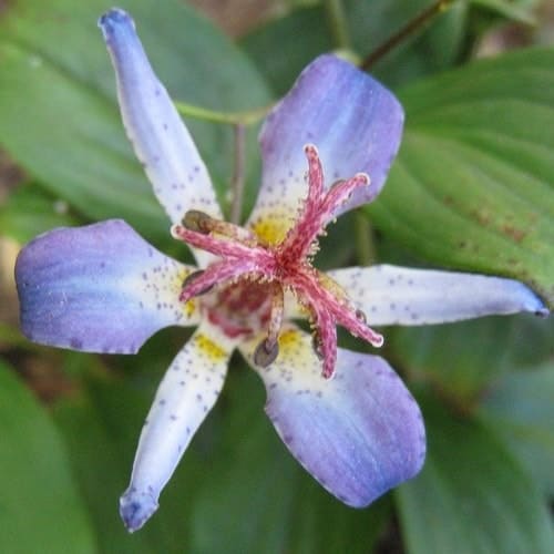 Tricyrtis