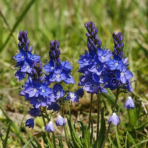 Speedwell