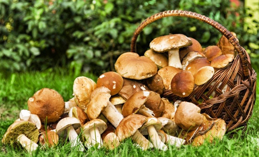 champignons comestible min