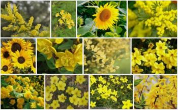 16 Fleurs Jaune