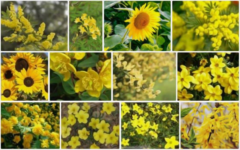 Fleur jaune : la liste des 30 plus belles variétés de fleurs !