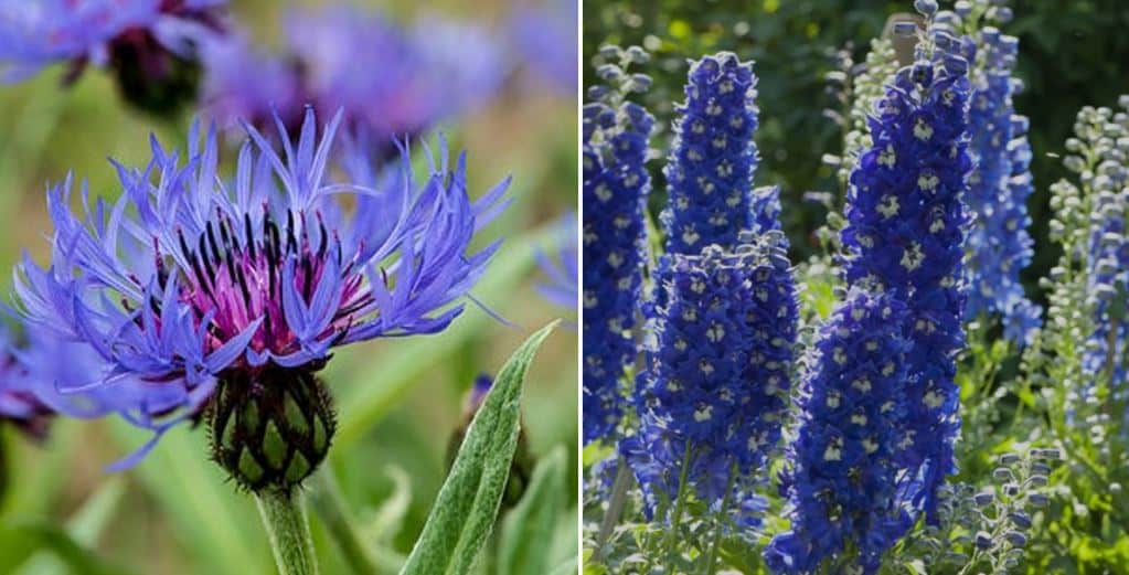 30 fleurs bleues : la liste complète des plus belles !