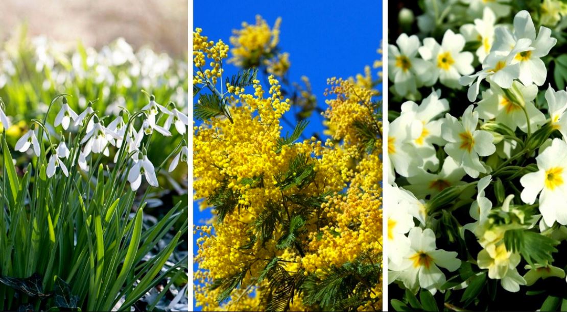 Fleur de printemps : la liste des 30 plus belles fleurs à planter !