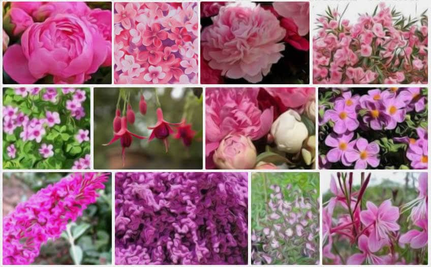Fleurs Roses La Liste Des 30 Plus Belles Varietes De Fleurs Roses