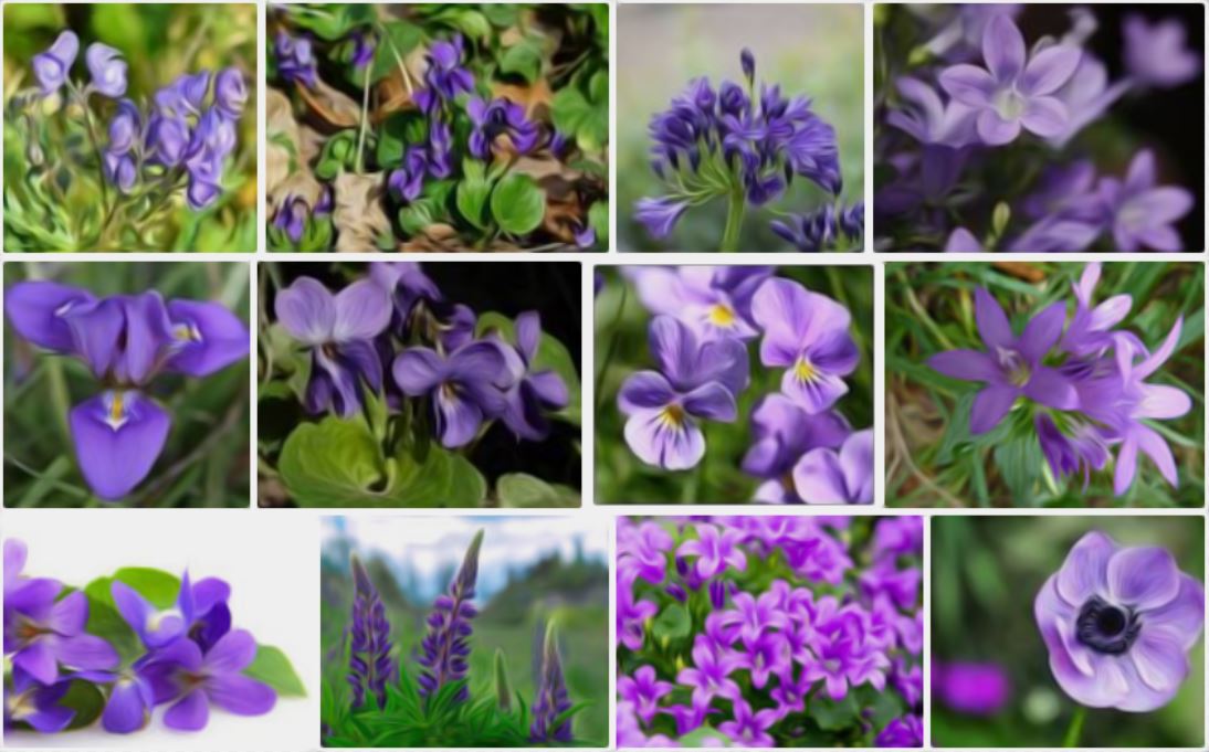 Fleurs Violette