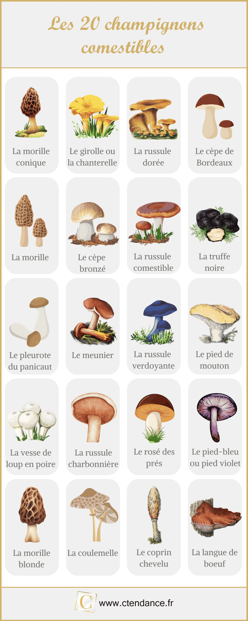 Les 20 champignons comestibles en image