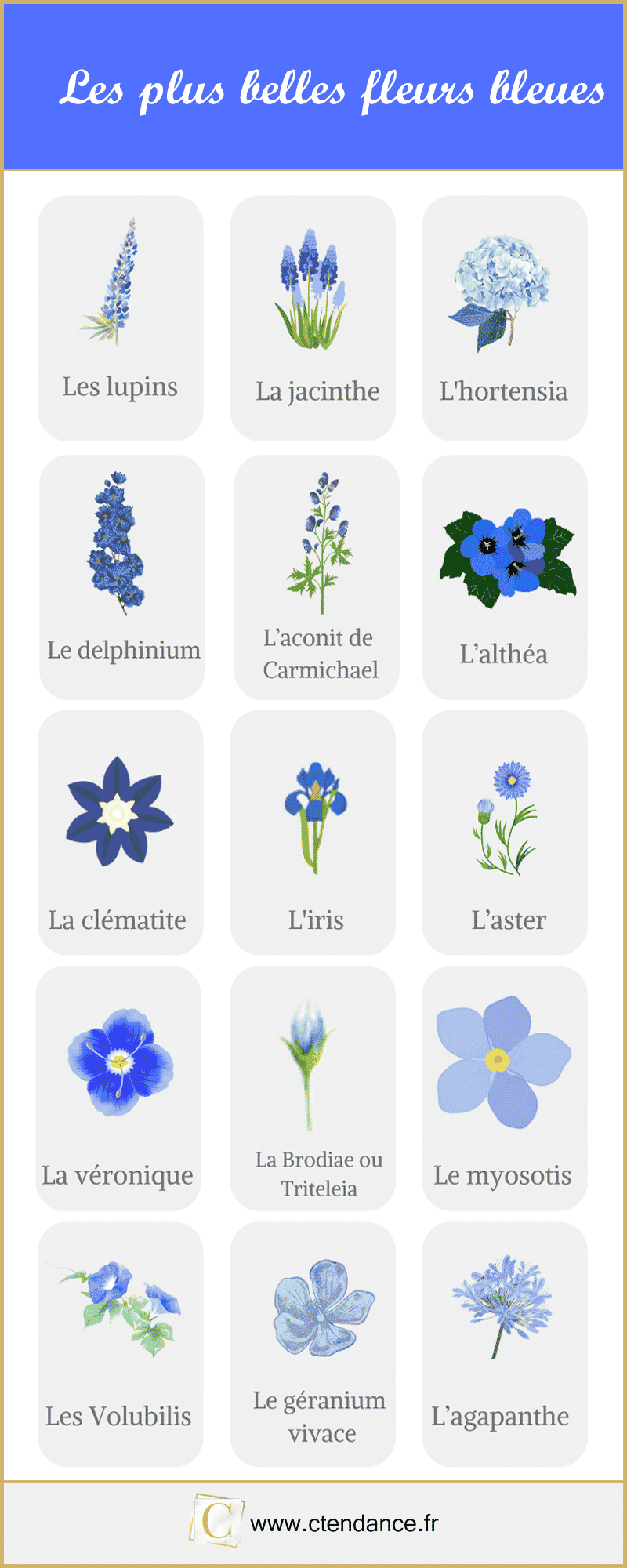 30 fleurs bleues : la liste complète des plus belles !