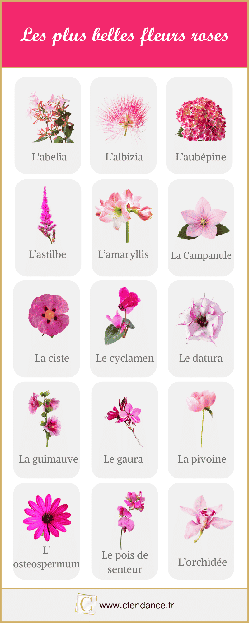 Fleurs roses : la liste des 30 plus belles variétés de fleurs roses