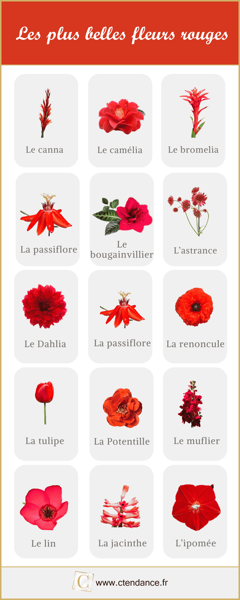 Fleurs rouges : la liste des 30 plus belles plantes et fleurs !