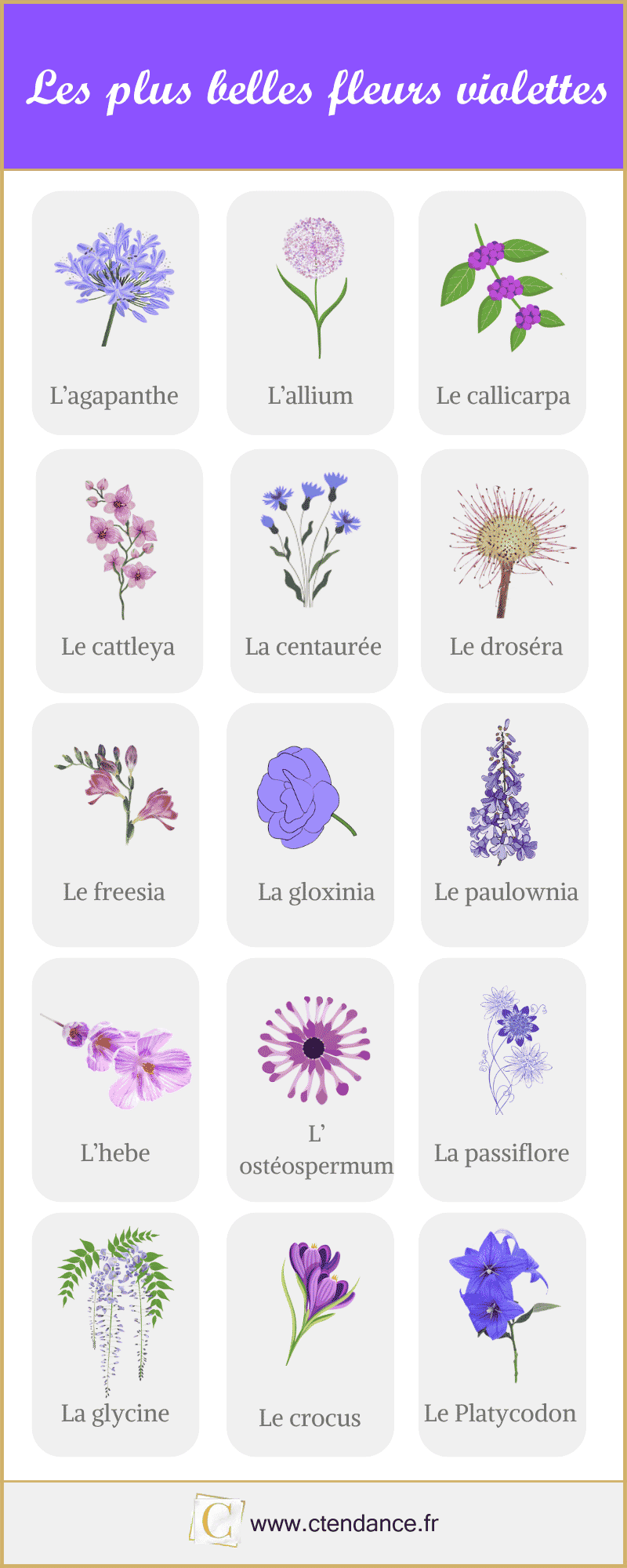 Les plus belles fleurs violettes en image