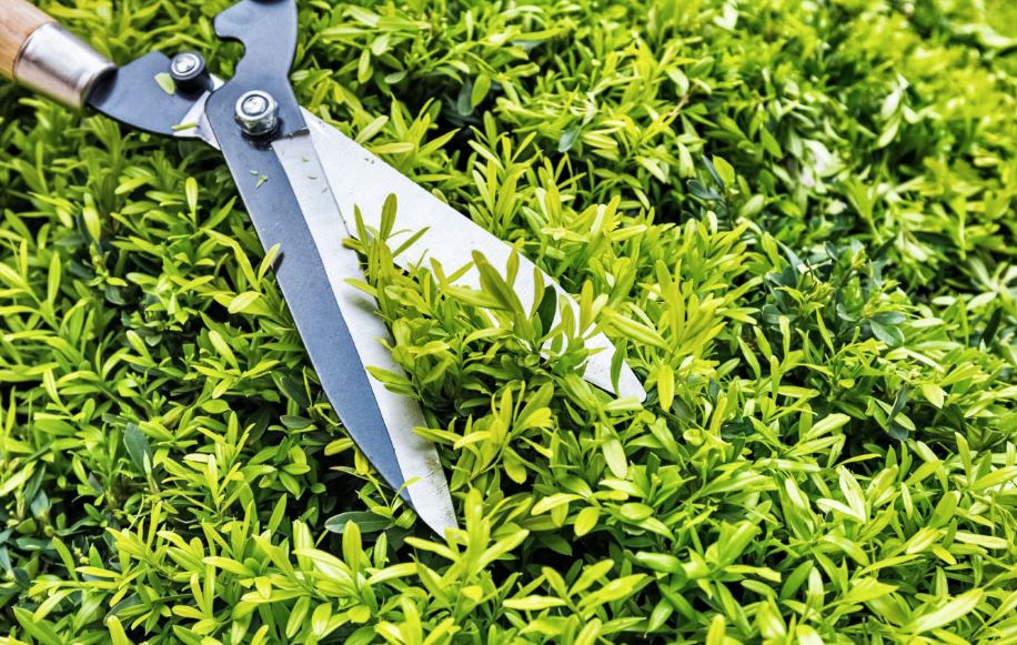 Jardinage : quels sont les 10 outils indispensables pour débuter ?