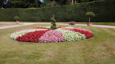 Petites fleurs roses