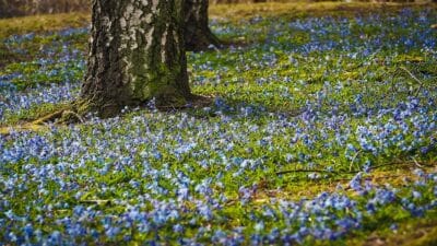 fleurs de printemps sauvages