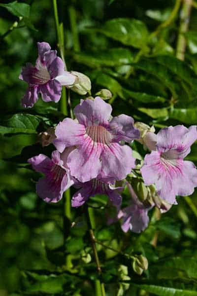 Fleur grimpante : notre liste des 30 plus belles variétés - Ctendance.fr