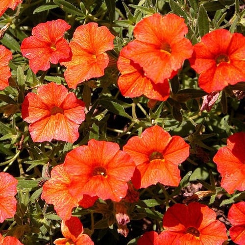 Fleurs oranges la liste des 30 plus belles variétés de