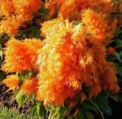 Fleurs oranges : la liste des 30 plus belles variétés de fleur orange