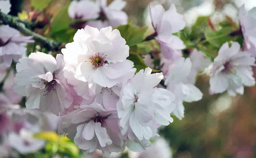 Cerisier à Fleurs 