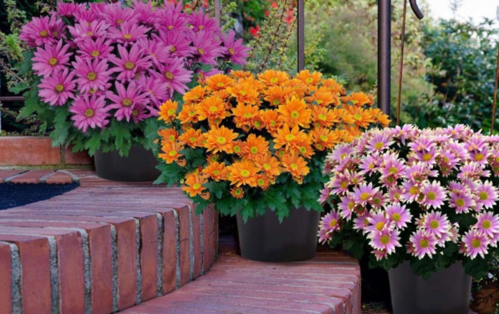 Fleurs d’automne : la liste des 31 plus belles variétés