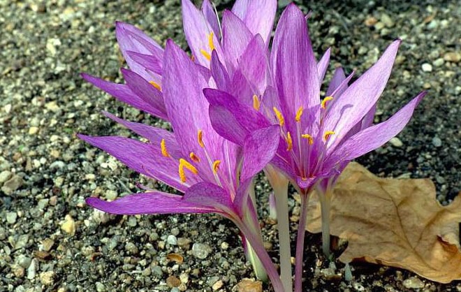 Fleurs Dautomne La Liste Des 30 Plus Belles Variétés