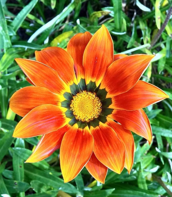 Fleurs oranges : la liste des 30 plus belles variétés de fleur orange