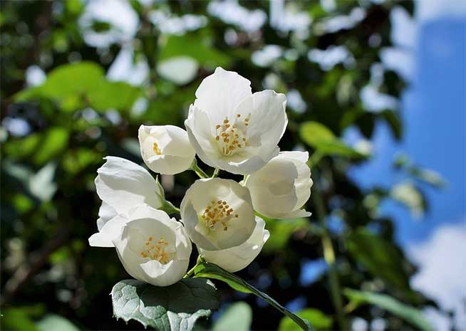 Fleur grimpante : notre liste des 30 plus belles variétés - Ctendance.fr