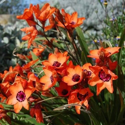 Fleurs Oranges La Liste Des 30 Plus Belles Variétés De